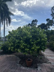 Cinnamomun verum tree