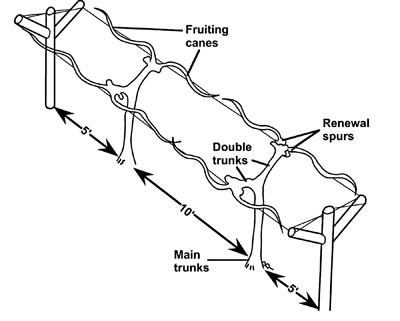 Credit: University of Georgia County Extension The Double Curtain trellis showing double trunks, fruiting canes and renewal spurs after pruning