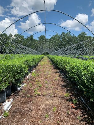 Credit: UF/IFAS Southern highbush blueberry plants grown in containers