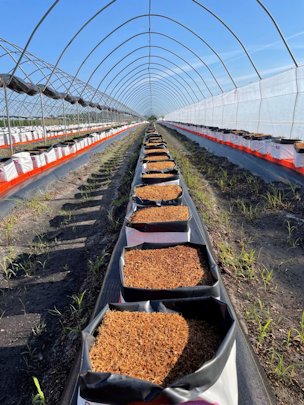 Credit: UF/IFAS Grow bags filled with coconut coir are ready to be planted with southern highbush blueberries