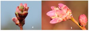 Credit: Erick D. Smith, University of Georgia Tight cluster (stage 4) and early pink bud (stage 5)