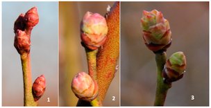 Credit: Erick D. Smith, University of Georgia Tight bud (stage 1), bud swell (stage 2), and bud break (stage 3)