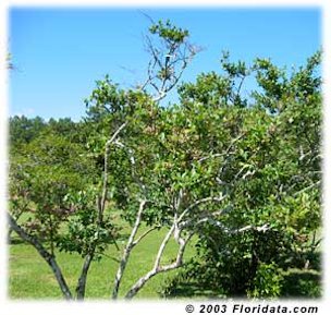 Credit: © 2003 Floridata.com Rabbiteye blueberries grow as tall open shrubs which makes picking the fruit a pleasure