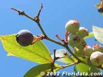 Credit: © 2002 Floridata.com Rabbiteye Blueberry