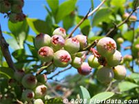 Credit: © 2002 Floridata.com Unripe Rappiteye Blueberries