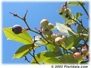 Credit: © 2003 Floridata.com t's mid-June in Georgia and the rabbiteye blueberries are just beginning to ripen.