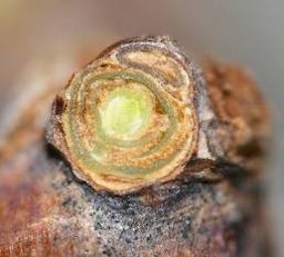 Credit: Patty Skinkis, Oregon State University A cross section of a dormant bud. The three buds within the compound bud can be seen.