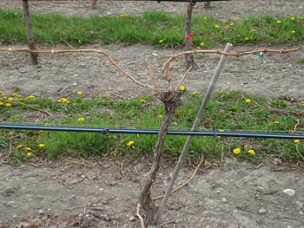 Credit: Ed Hellman, Texas AgriLife Extension A cane-pruned vine