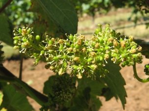 Credit: Patty Skinkis, Oregon State University A grape inflorescence with nearly 100% cap fall