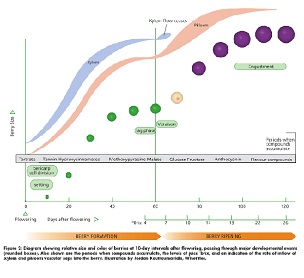 Credit: Jordan Koutroumanidis, Winetitles Diagram