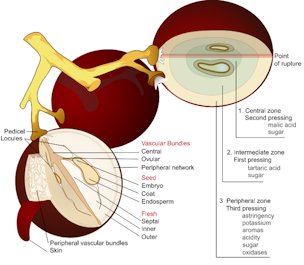 Credit: Mariana Ruiz Villarreal, LadyofHats, Wikimedia Commons Structure of a ripe grape berry