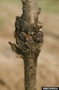 Damage by the lesser peachtree borer