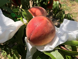 Credit: D. Campbell, University of Florida Peach cultivar UFSun after 43 days in a protective bag