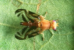 Credit: VSCNews Caribbean Fruit Fly
