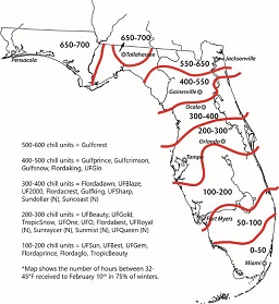 Credit: Courtesy of the Florida State Historical Society and Mercy Olmstead, UF. peach