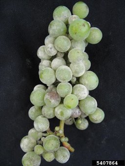 Berries in a grape bunch covered with the white powdery fungal growth of Uncinula necator (powdery mildew).