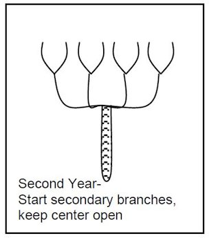 Credit: Just Fruits and Exotics nursery Second year: start secondary branches, keep center open