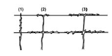Credit: University of Georgia, Cooperative Extension Training the young vine to the two-wire vertical trellis (four arm Kniffin system). 1) Pruning after 1 year's growth, 2) after 2 years' growth, 3) after 3 years' growth.