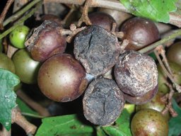 Berry rot and collapse as a result of ripe rot. Note the pink color of the fungal growth and spores on the surface of several of the berries.