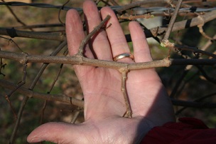 Credit: University of Georgia, Cooperative Extension Example of spurs