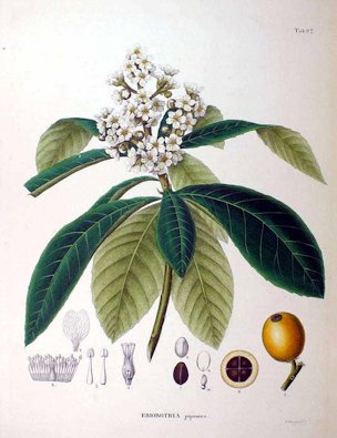 Eriobotrya japonica (Thunb.) Lindl.