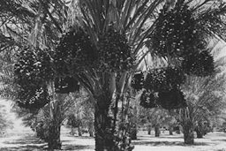 Credit: Avery Edwin Field, Oct. 1924 8-year old-'Deglet Noor' date palm in a private garden near Indio, California Photo'd by Avery Edwin Field, Oct. 1924