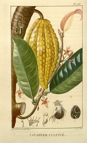 Theobroma cacao L.