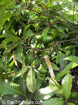 Immature fruit and leaves