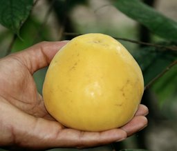 Pouteria caimito (Abiu fruit