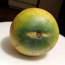 The Abiu fruit stem is short and separates flush with the fruit.