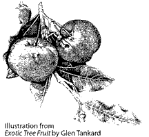 Illustration from Exotic Tree Fruit by Glen Tankard Acerola fruit