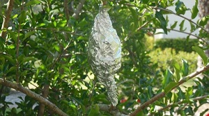 Credit: John Dawson Master Gardener Manatee County Extension Step 4