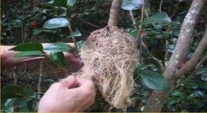 Credit: John Dawson Master Gardener Manatee County Extension Step 4