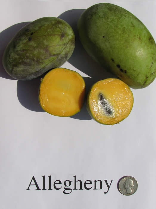Credit: Jeremy Lowe in 2008 'Allegheny'