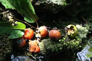 Credit: Noris Ledesma, Fairchild Tropical Botanic Garden The American Persimmon