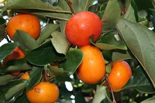 Credit: Noris Ledesma, Fairchild Tropical Botanic Garden 'Hudson' persimmon