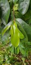 Annona montana, Martinique.