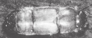 Credit: Department of Primary Industries, Queensland Horticulture Institute Closeup of nitidulid beetle