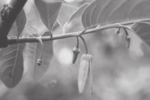 Credit: Department of Primary Industries, Queensland Horticulture Institute Flower ready for pollination