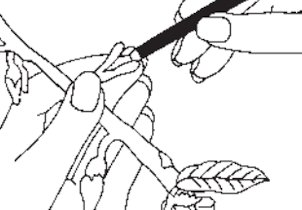 Credit: Department of Primary Industries, Queensland Horticulture Institute Hand pollinating flowers with the camel hair brush