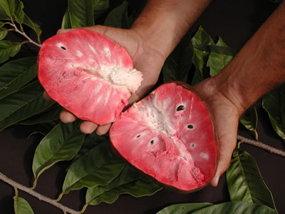 Credit: © Ian Maguire UF/IFAS/TREC Annona reticulata 'Fernandez'