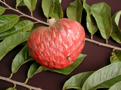 Credit: © Ian Maguire UF/IFAS/TREC Annona reticulata 'San Pablo'