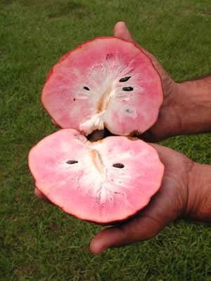 Credit: © Ian Maguire UF/IFAS/TREC Annona reticulata 'San Pablo'