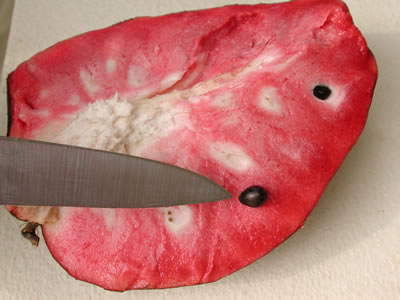 Credit: © Ian Maguire UF/IFAS/TREC Annona reticulata 'Fernandez"