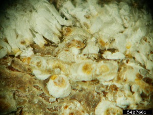White peach scale (Pseudaulacaspis pentagona) (Targioni Tozzetti)