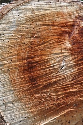 Credit: Samantha C. Wasielewski, Edible South Florida Trunks reveal beetle holes