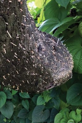 Credit: Samantha C. Wasielewski, Edible South Florida Sawdust tubes on trunk