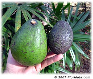 Credit: © 2007 Floridata.com A West Indies type avocado is on the left and a dark rough-skinned Mexican type avocado is to the right.