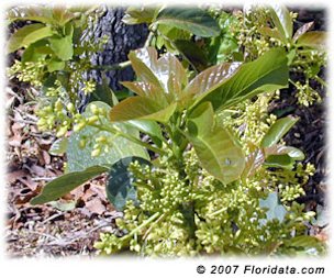 Credit: © 2007 Floridata.com The avocado's tiny blossoms are held on branched stalks and appear at the same time as new foliage.
