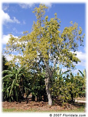 Credit: © 2007 Floridata.com Avocado trees are evergreen but drop last years foliage just as the current season's is appearing.